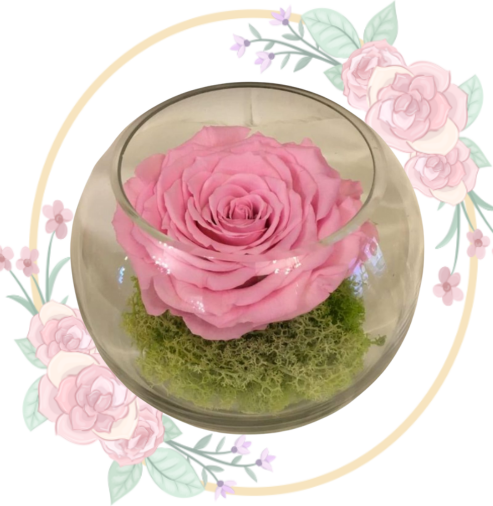 preser Rosa Preservada en Pecera