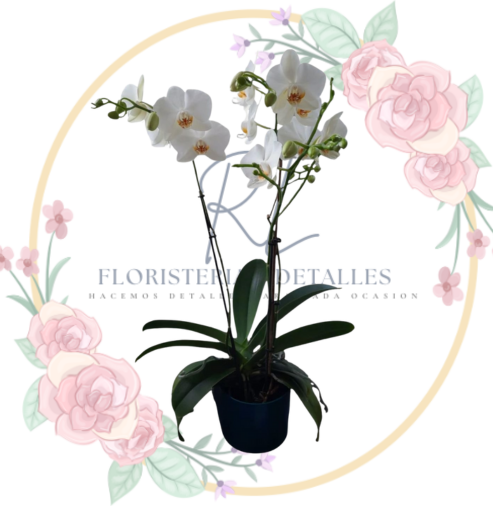 ORQUIDEA Orquídea 2 Varas