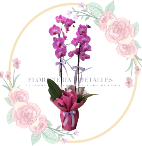 ORQUIDEA Hermosa Orquídea 2 Varas