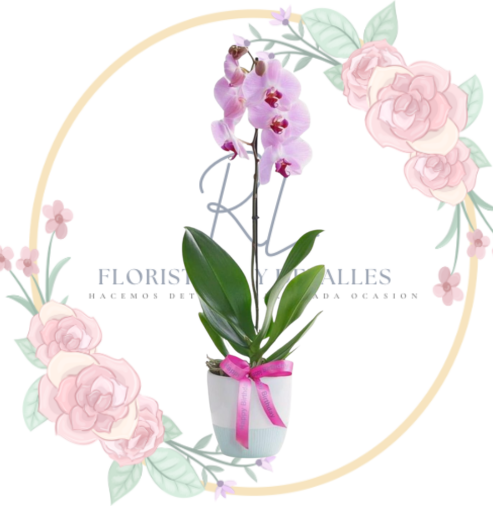 oquidea Elegante Orquídea