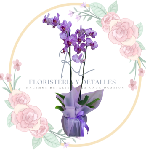 ORQUIDEA Orquídea Lila 2 Varas