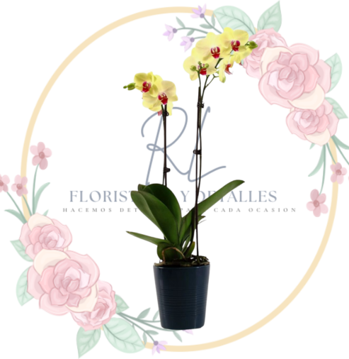 orquidea Orquídea "Vainilla"