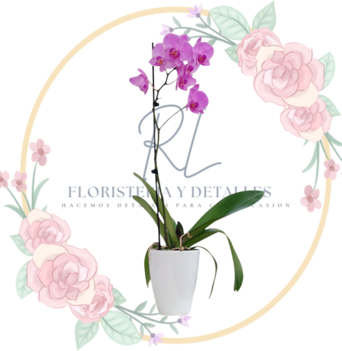 ORQUIDEA Orquídea Pink