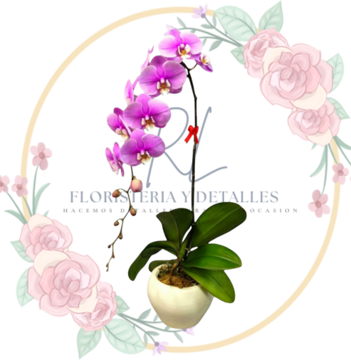 roquidea Orquídea Garden